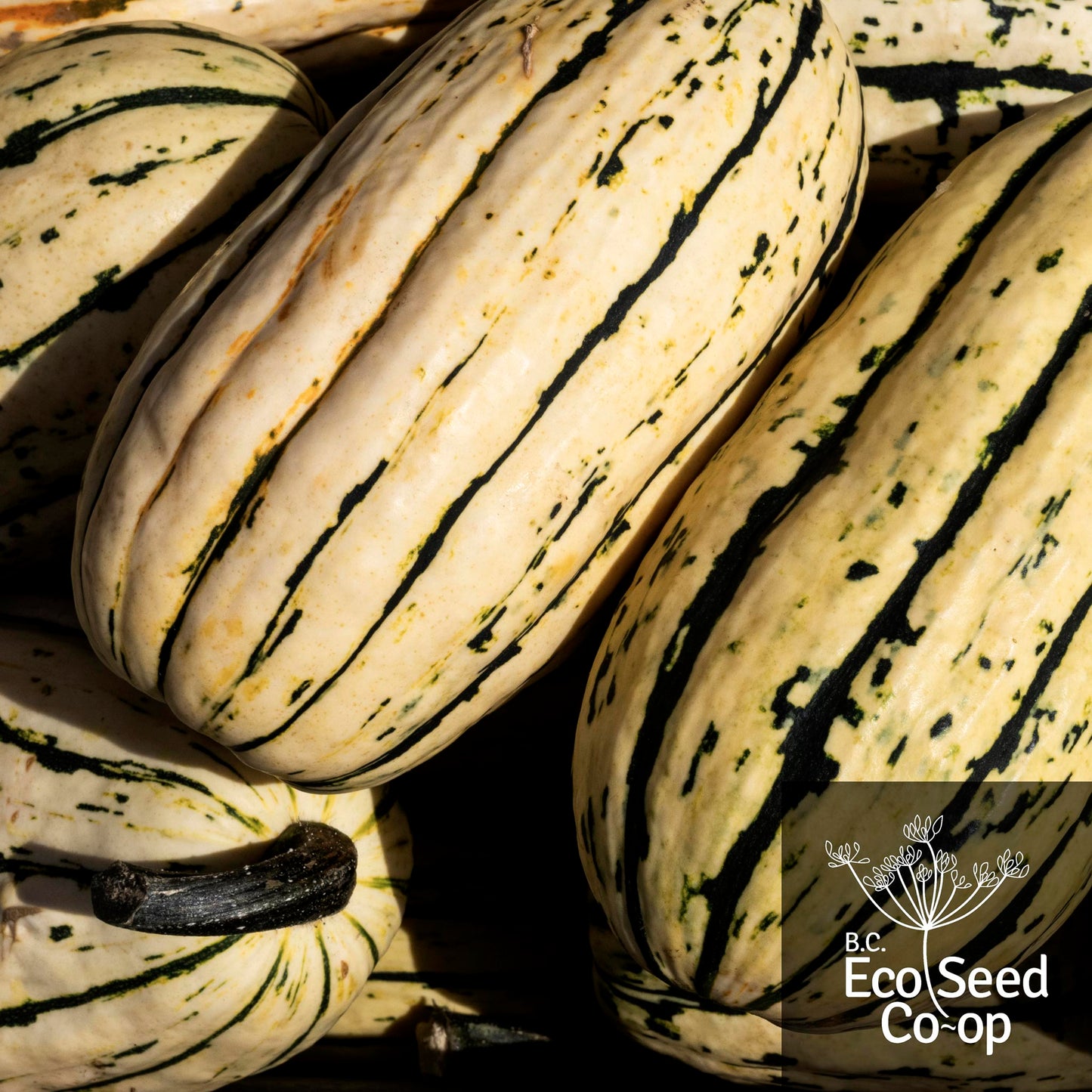 Delicata Squash | Candystick Dessert