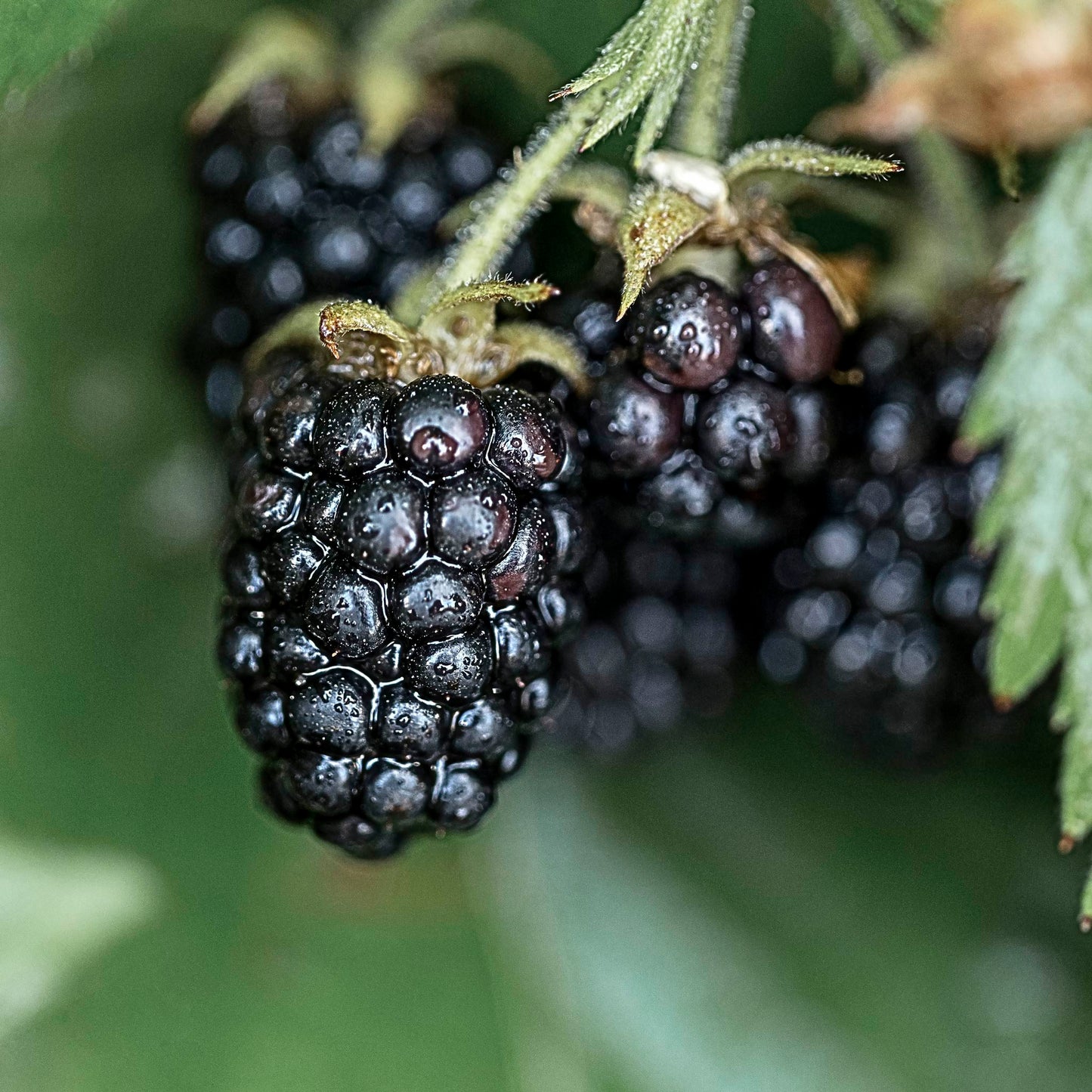Close-up view of a bunch of Columbia Star Thornless Blackberry. 