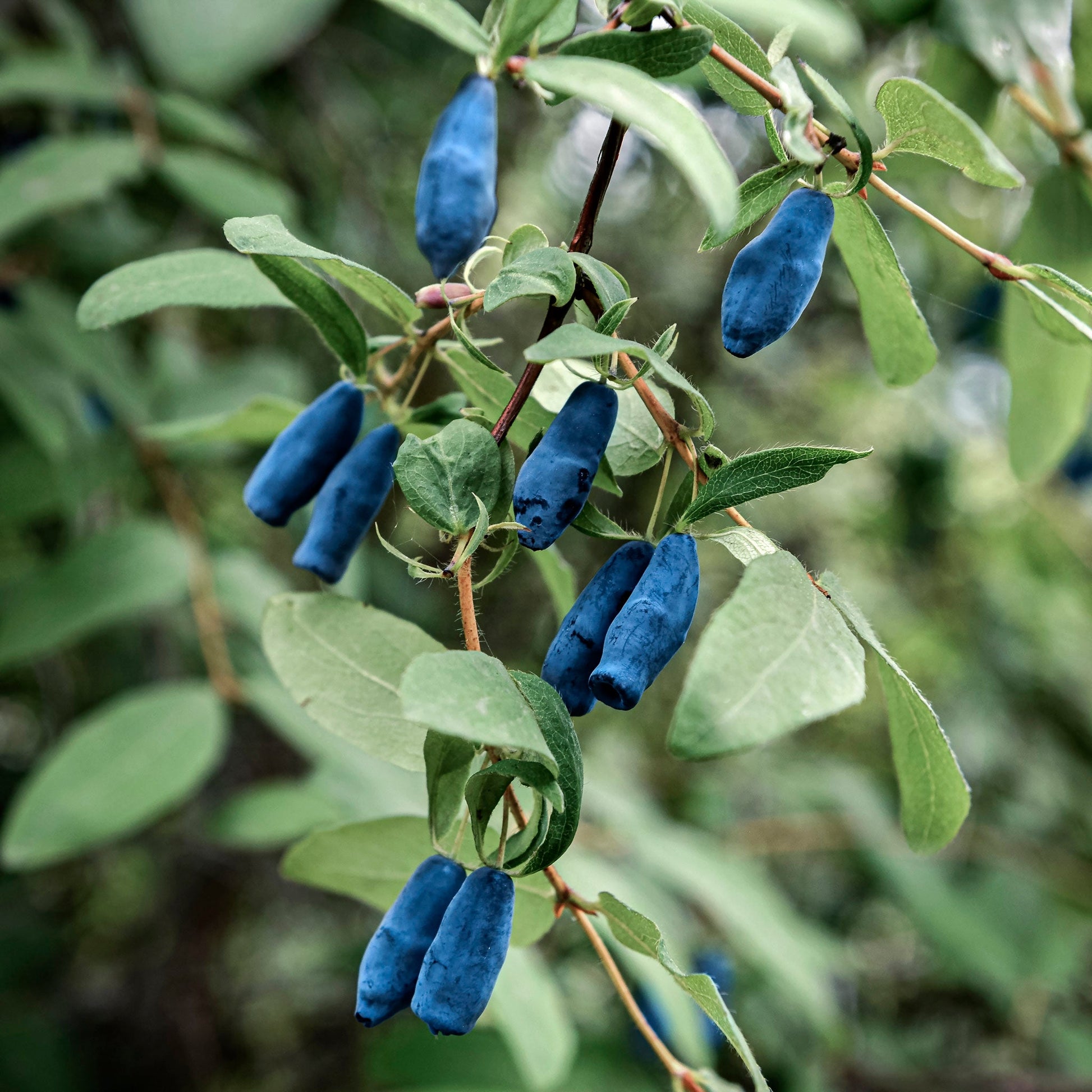 Close-up view of Blue Haskap Berries. 