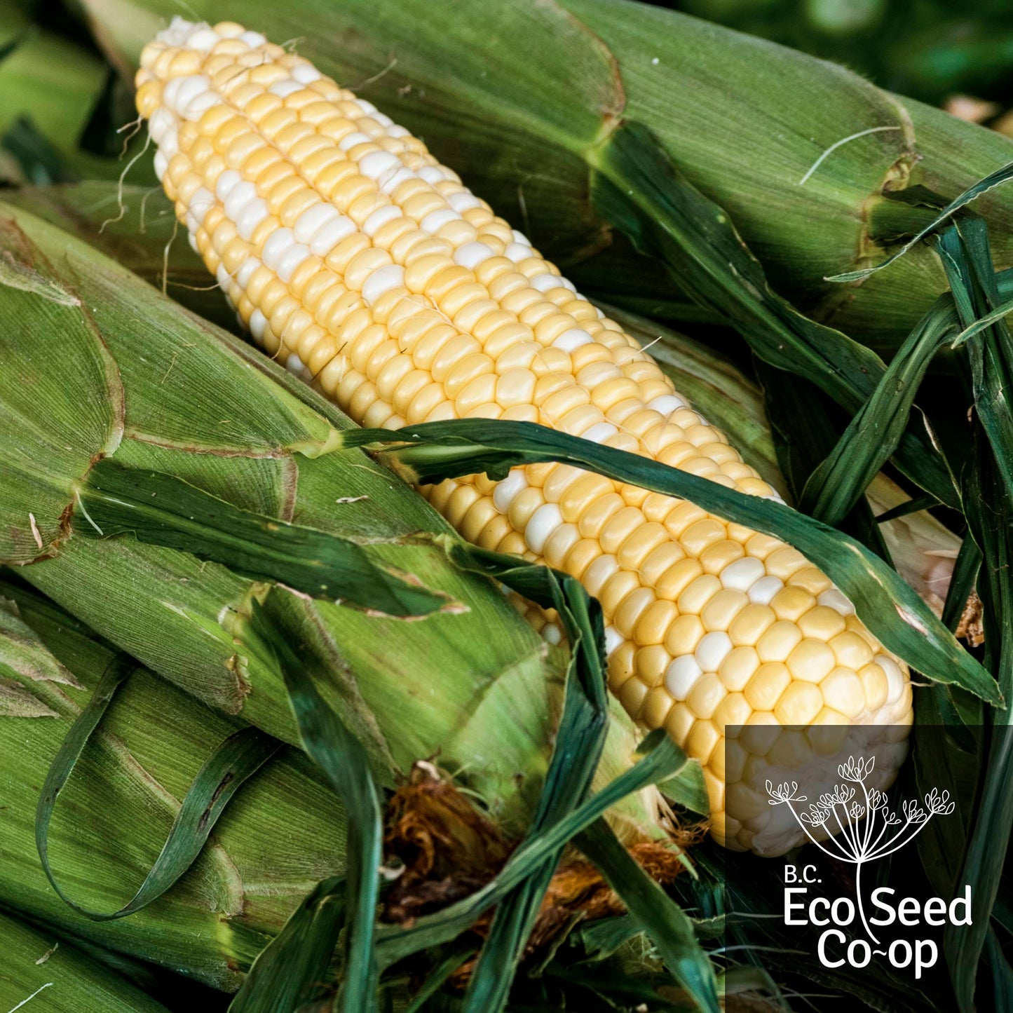 Sweet Corn | Who Gets Kissed