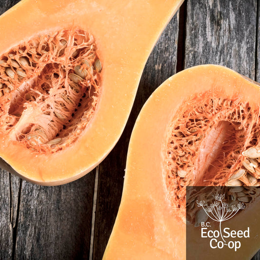 Butternut Squash | Early Remix