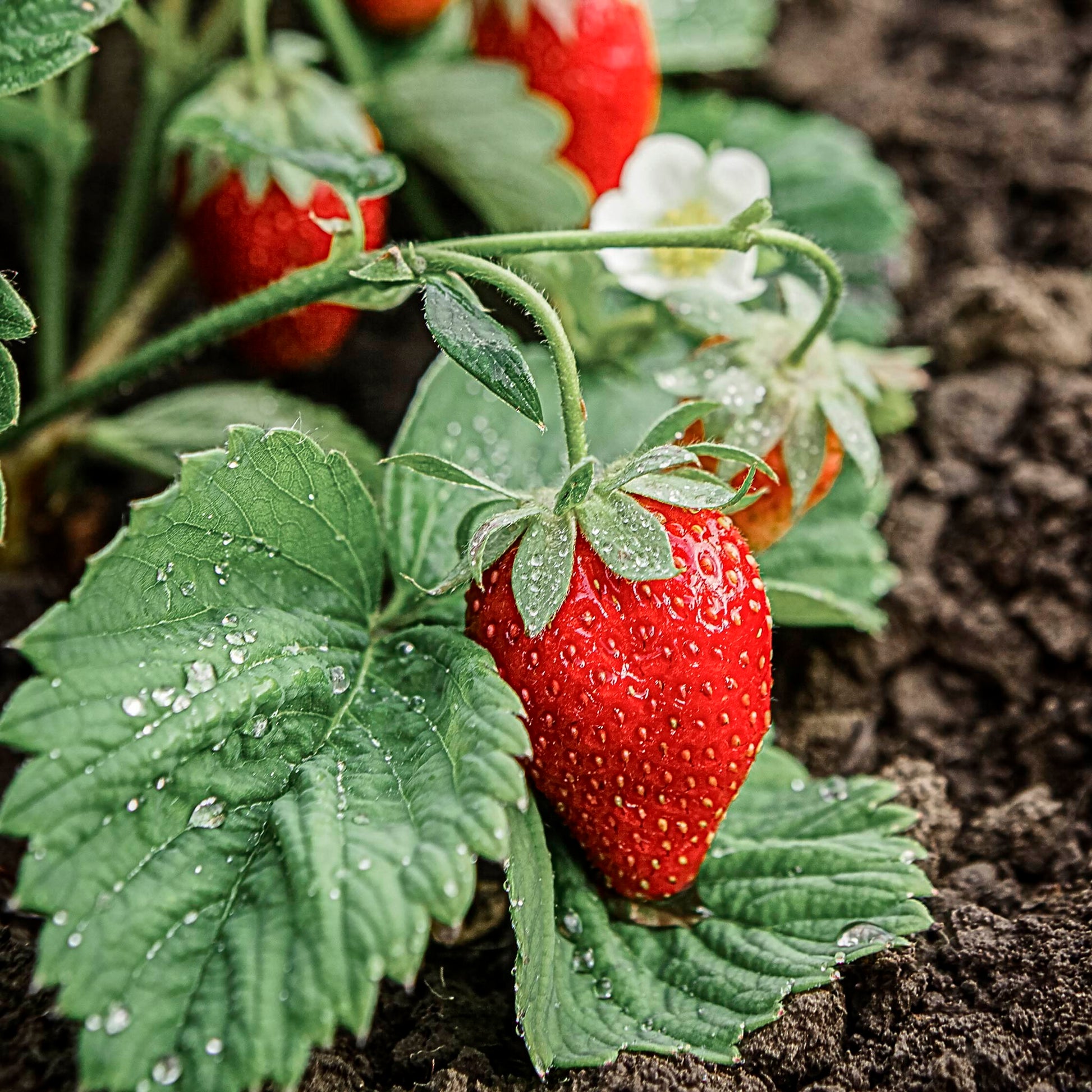 Close-up view of Eclair Strawberries. 