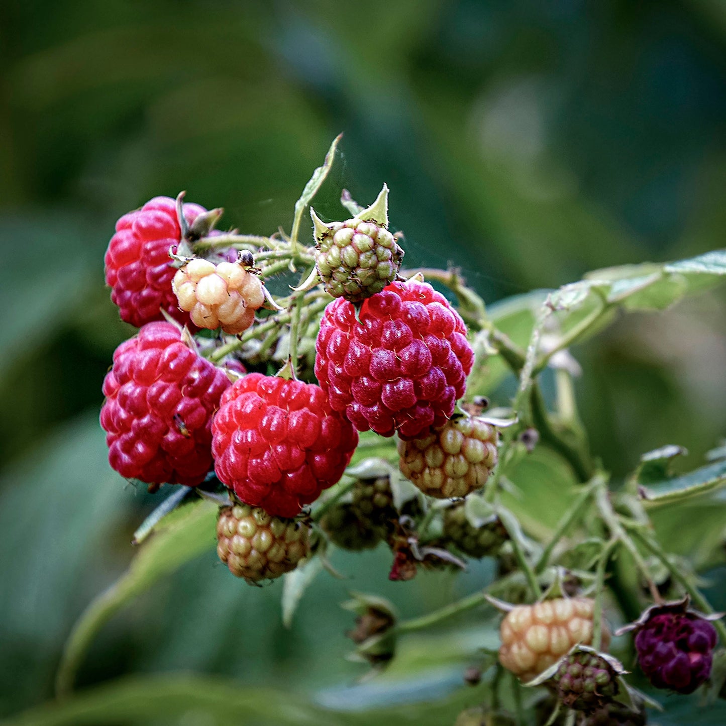 Close-up view of red Encore Raspberries. 