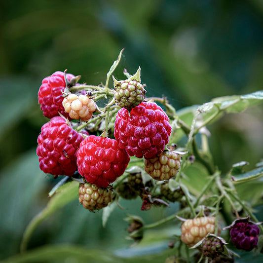 Close-up view of red Encore Raspberries. 