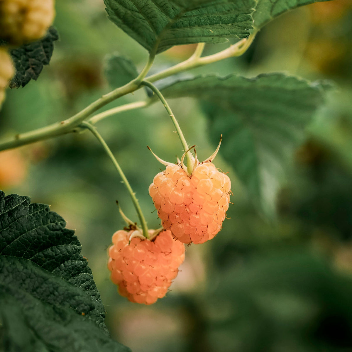 One Gold Raspberry Fall Gold Raspberry; Yellow Raspberry, Everbearing, Hardiest Raspberry ...