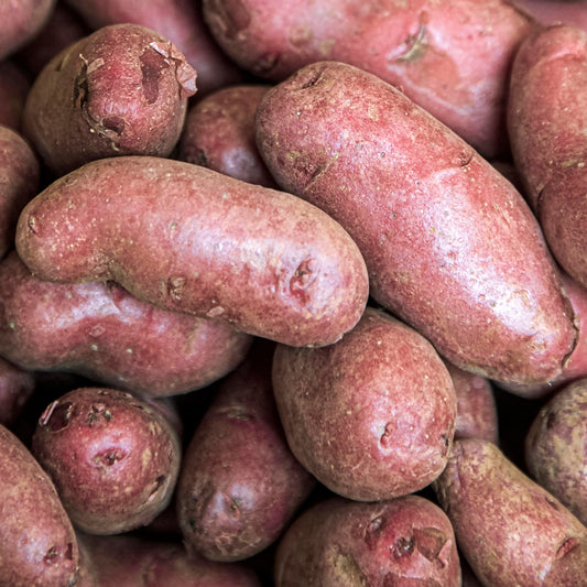 Seed Potato | French Fingerling