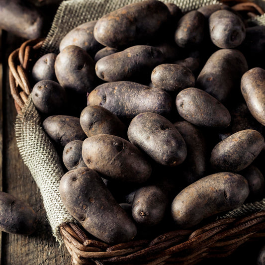 Seed Potato | Huckleberry Gold