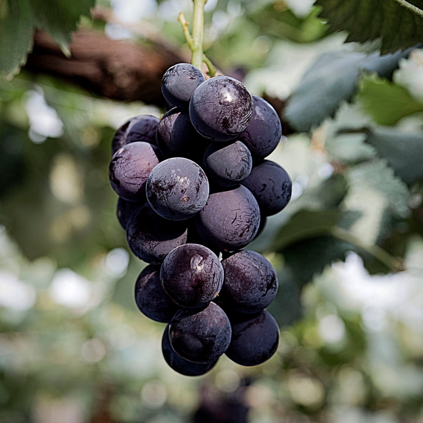 Close-up view bunch of purple Concord Grapes. 