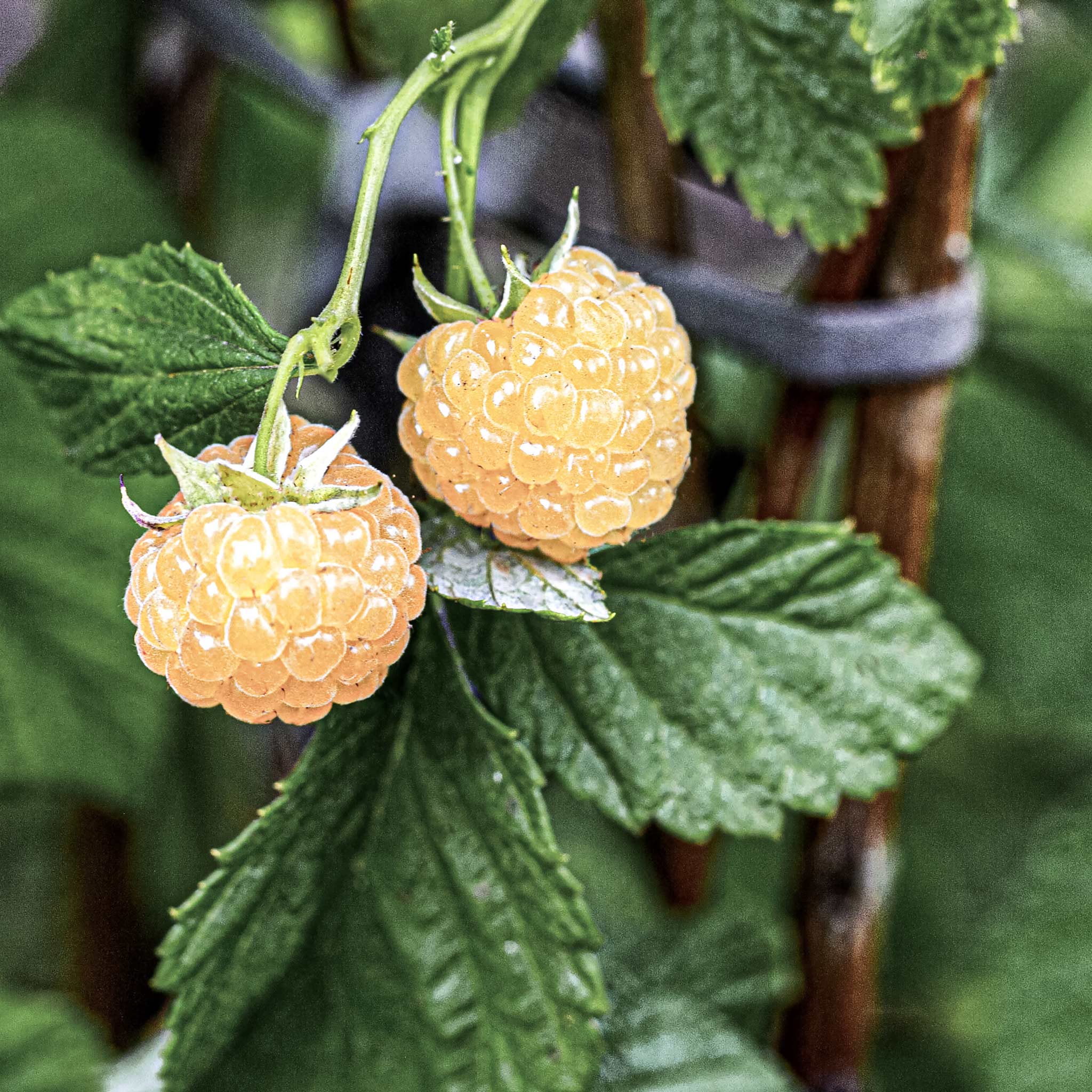 Honey Queen Raspberry; Yellow Raspberry, Unique, Rare, Tropical, Hardy ...