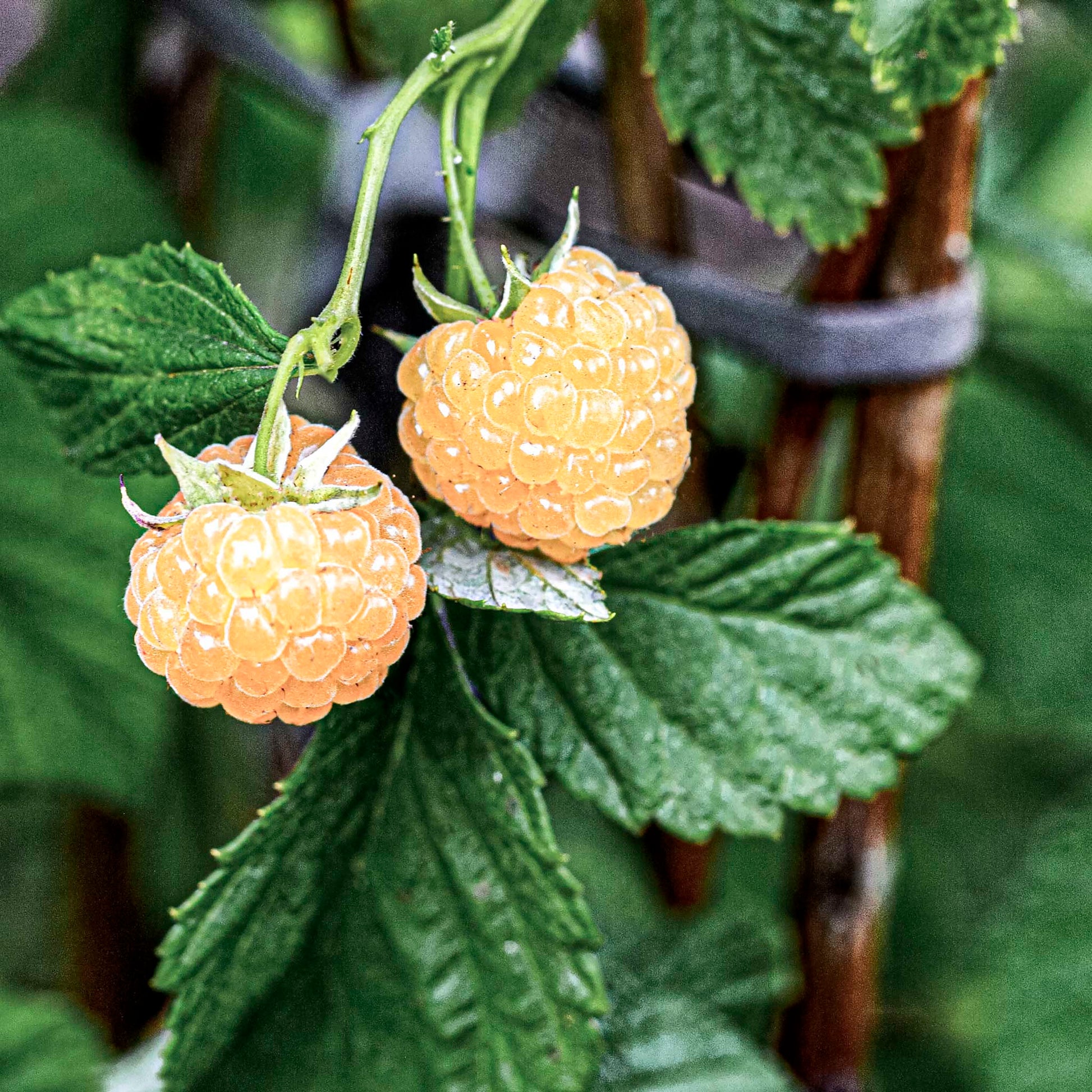 Close-up view of Yellow Honey Queen Raspberries. 