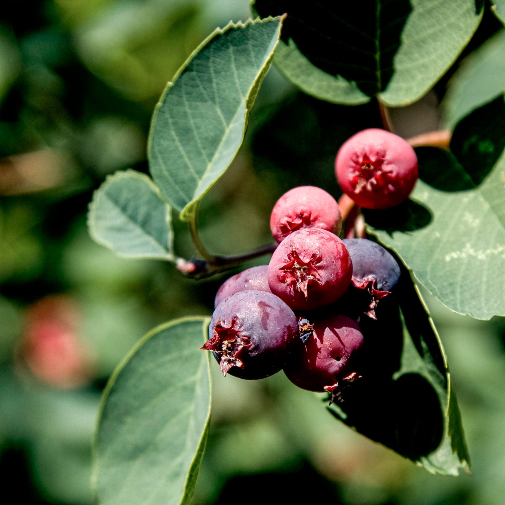 Close-up view a bunch of red and purple Honeywood Serviceberries. 