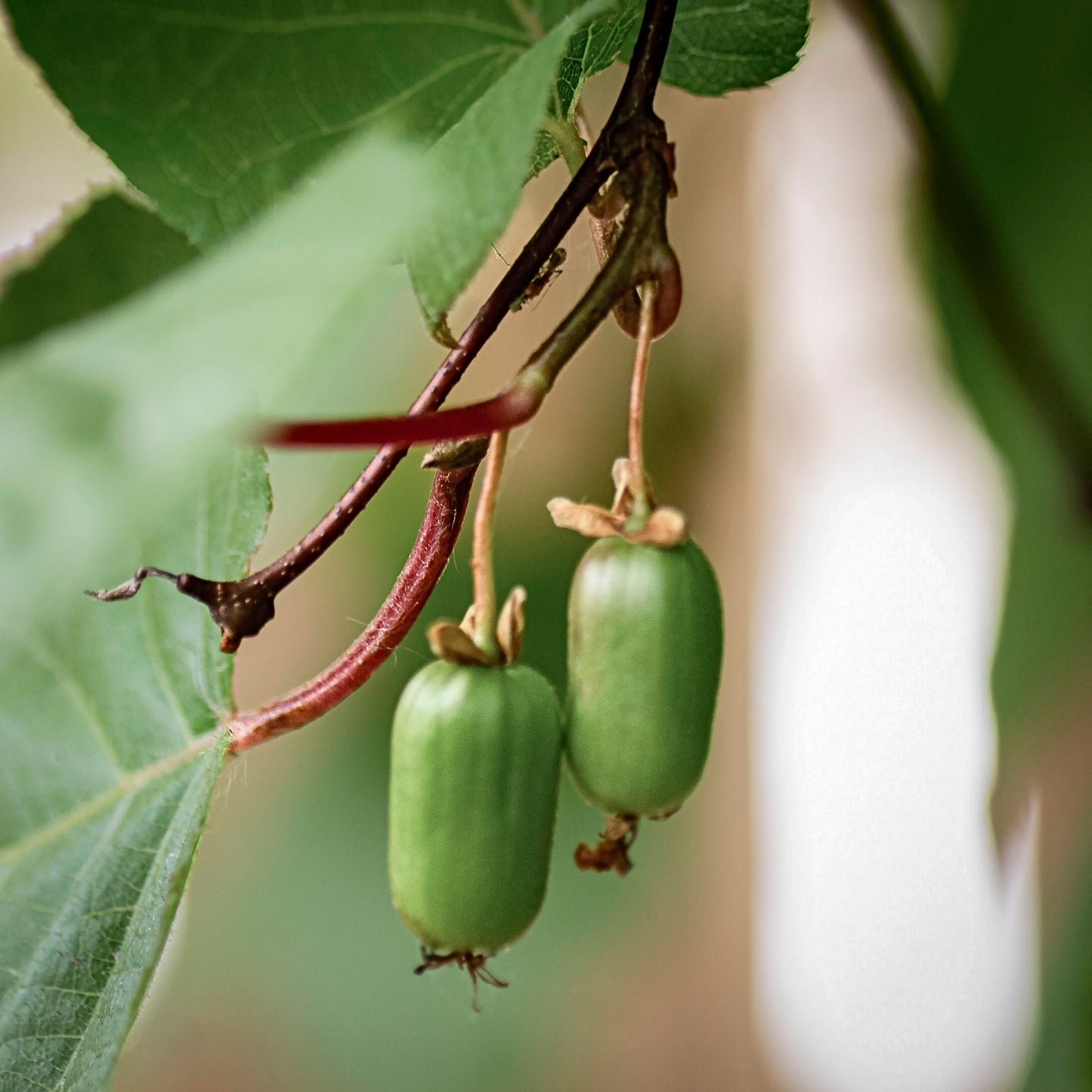 Close-up view of Issai Kiwi. 