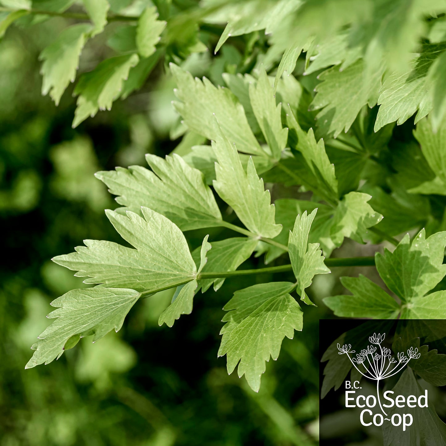 Italian Parsley | Hilmar