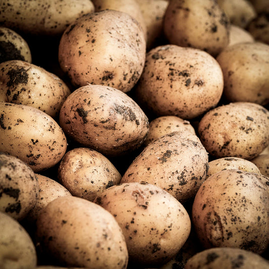 Seed Potato | Kennebec