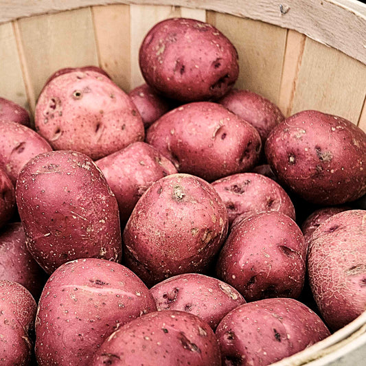 Seed Potato | Norland