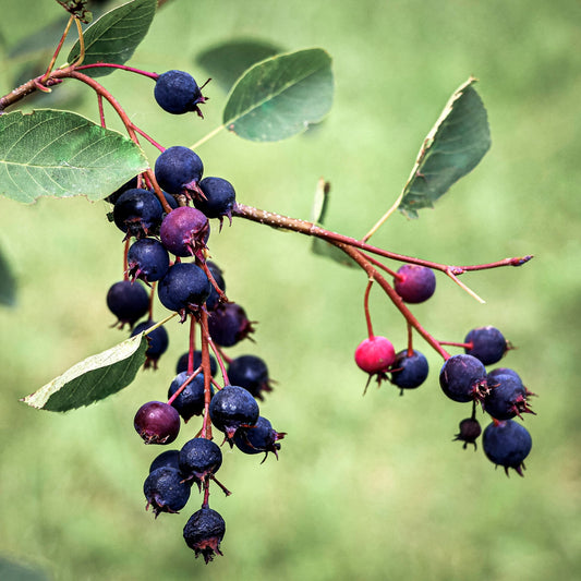 Close-up view purple Northline Serviceberry. 