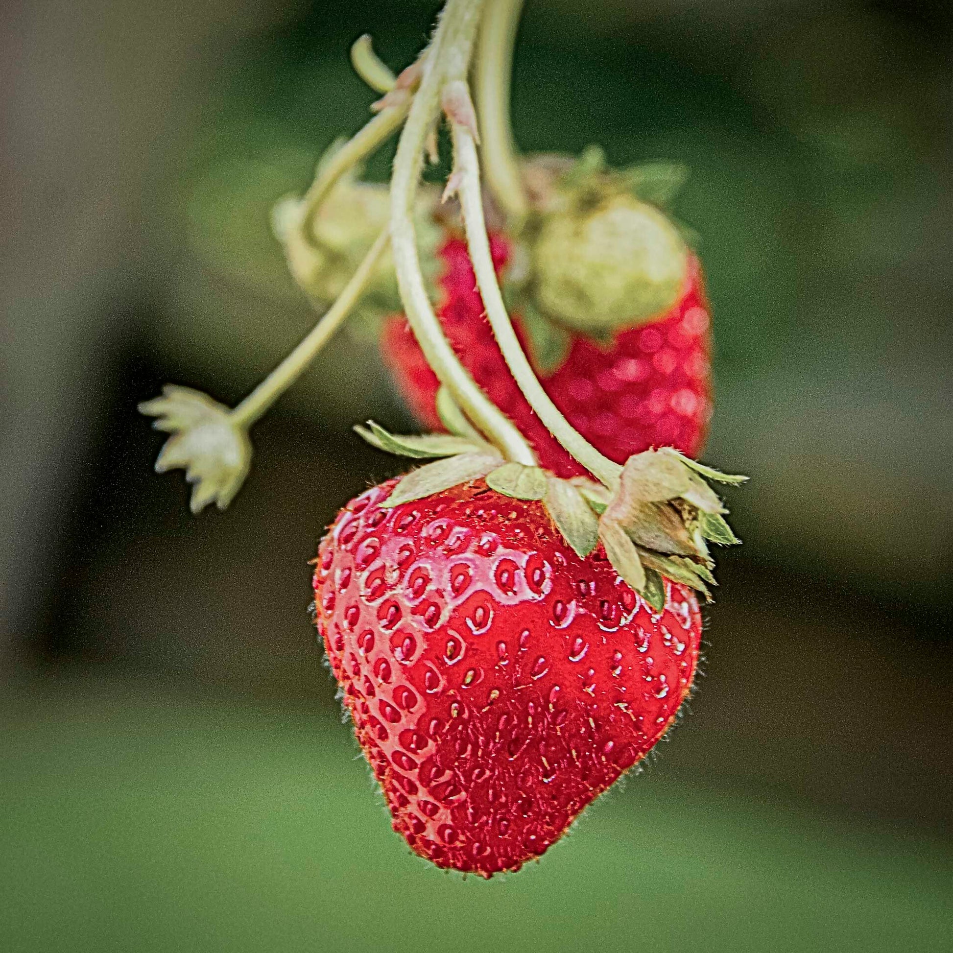 Close-up vie red ozark beauty strawberries. 