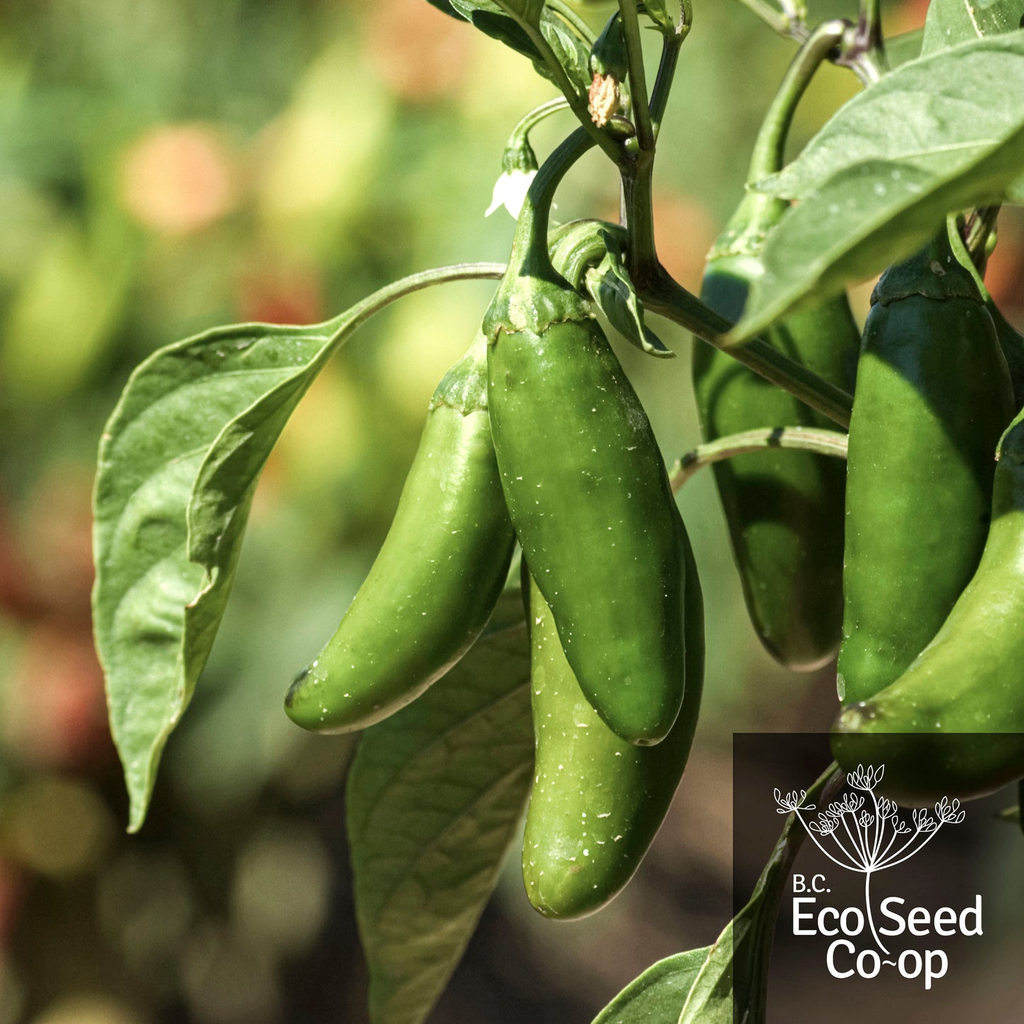 Pepper | Early Jalapeño