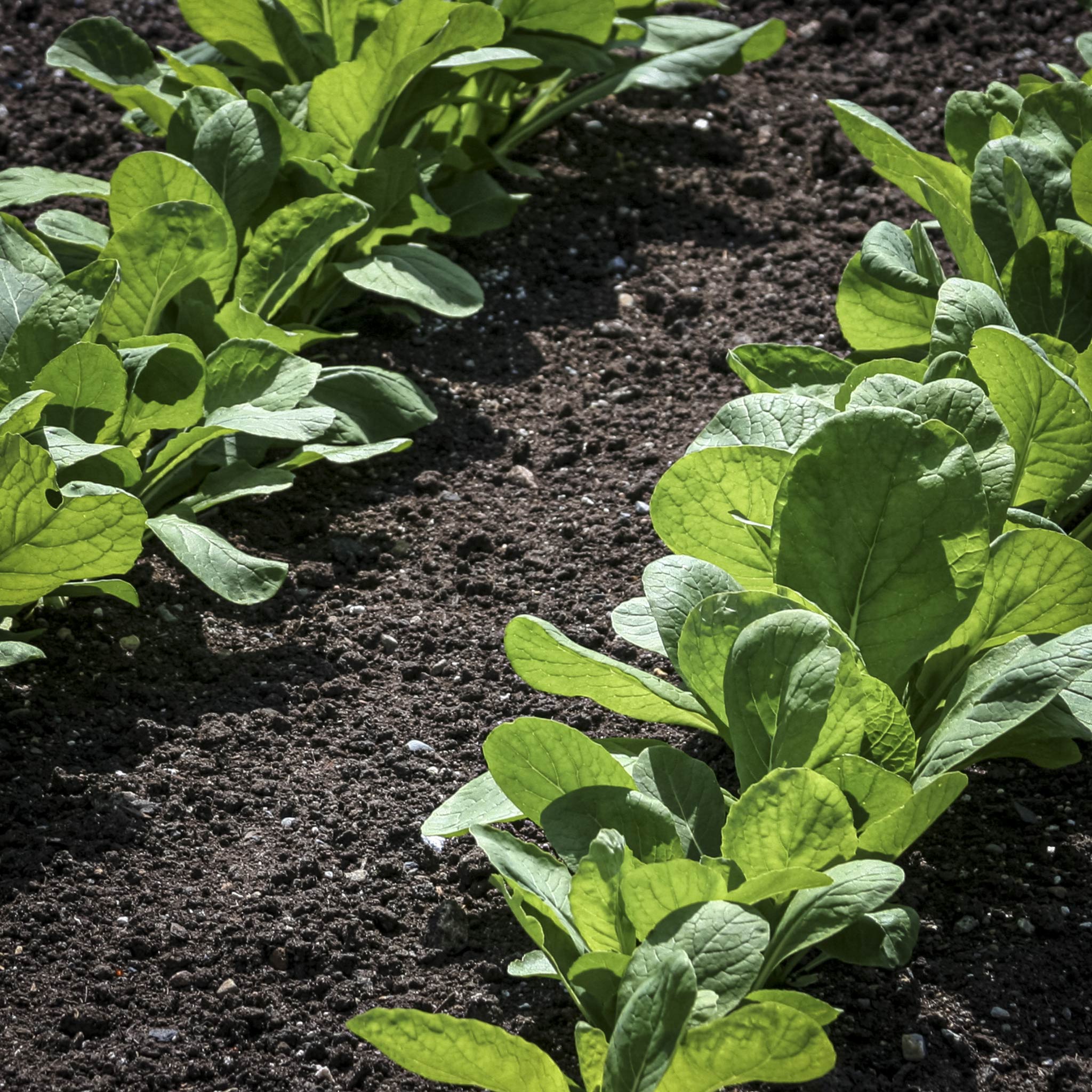 Vegetable Track Vegetable Tray | Full – Fruits And Shoots Plant Farm LTD.