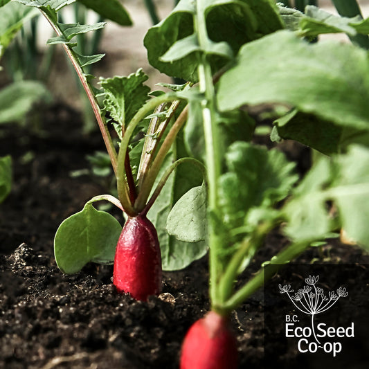 Radish | Ostergruss