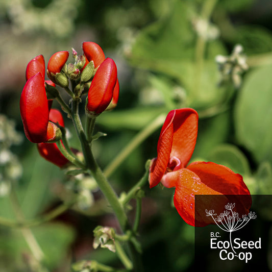 Pole Bean | Scarlet Runner