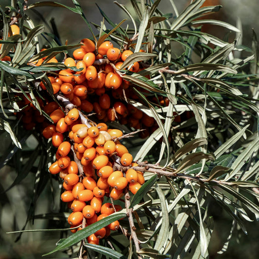 Close-up bunches or orange Sirola Sea Berries. 