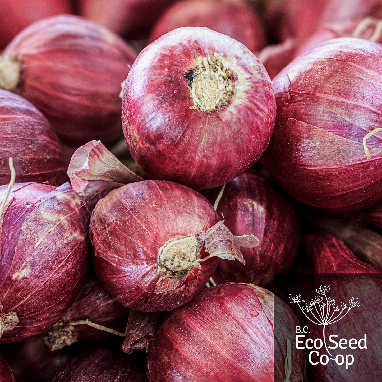 Shallot | Ed's Red