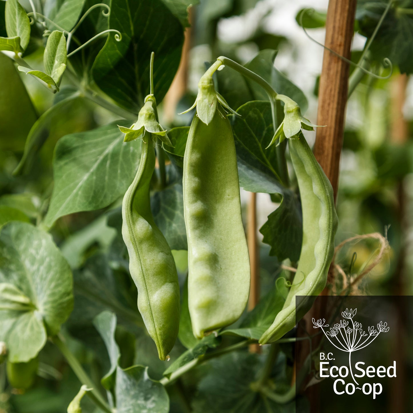 Snow Pea | Slocan