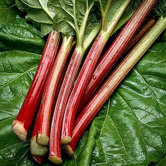 Close-up view of Strawberry Red Rhubarb. 