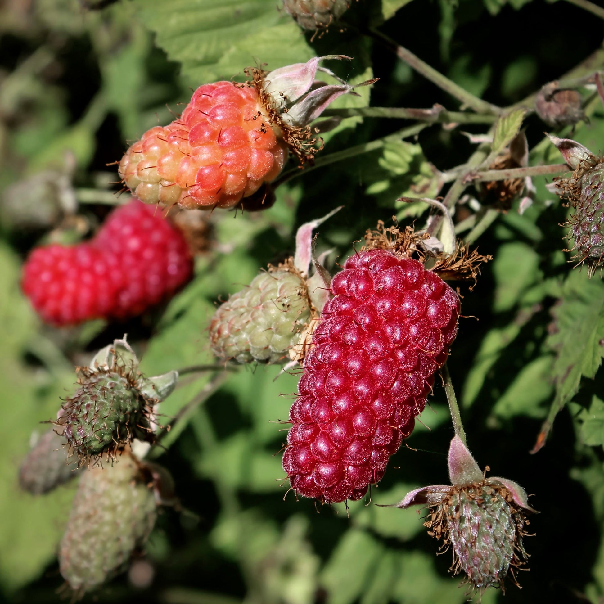 Close-up view red Tayberry.