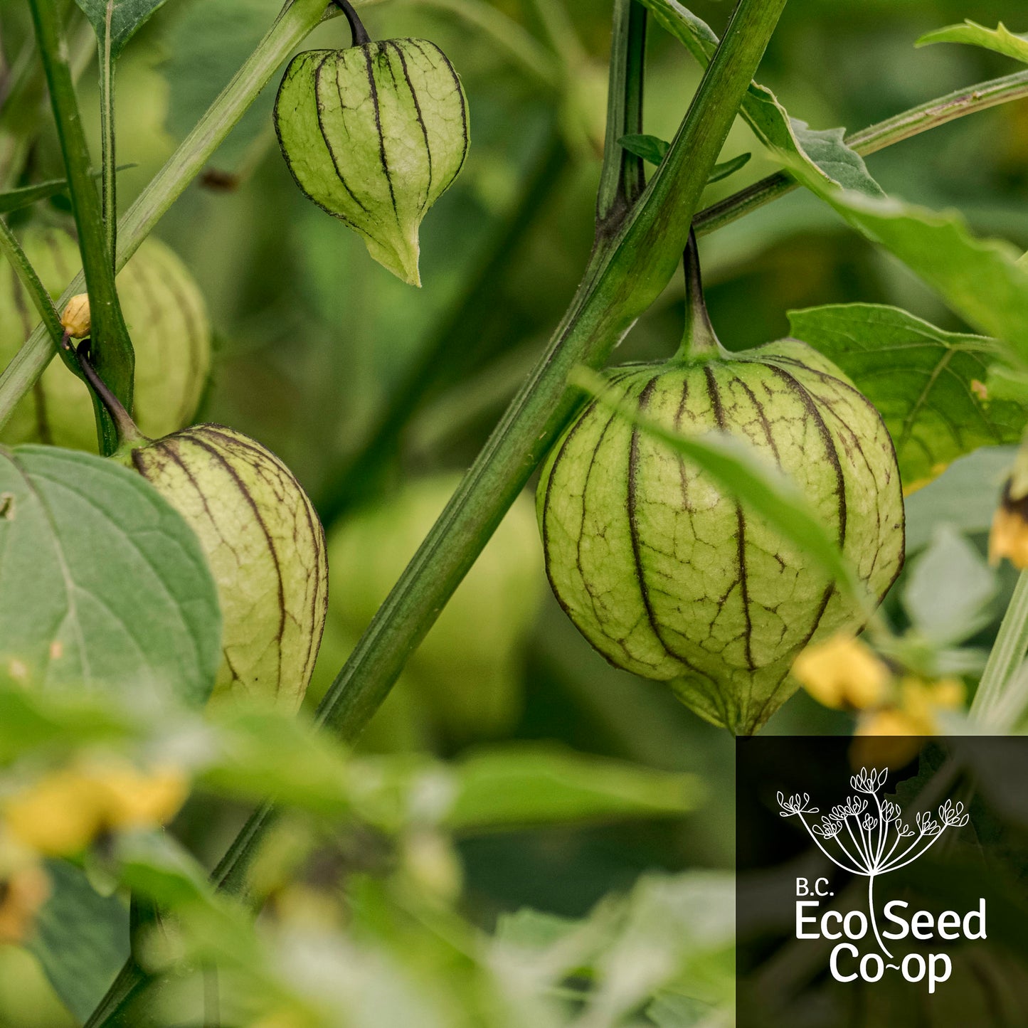 Tomatillo | Toma Verde