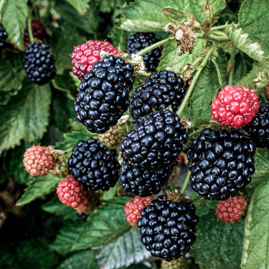 Close-up view of dark purple Triple Crown Thornless Blackberry. 