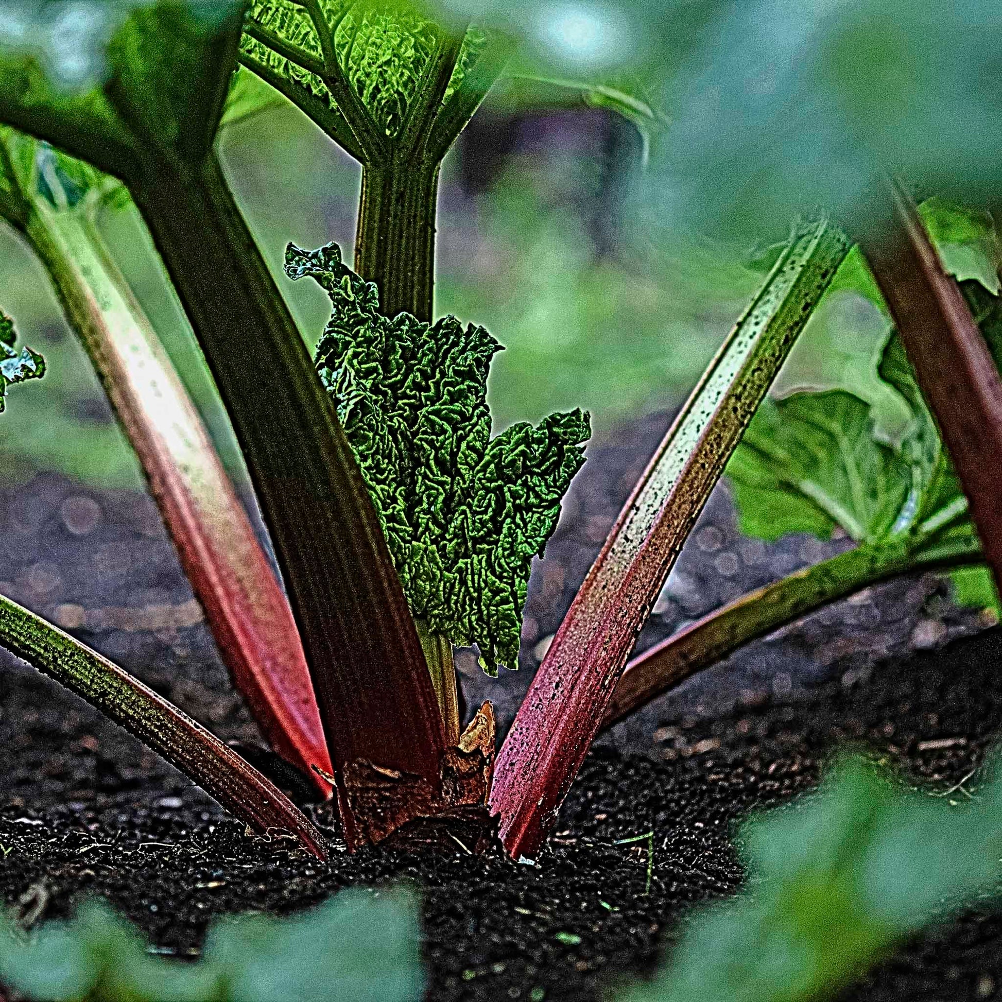 Close-up view of Victoria Rhubarb stems. 
