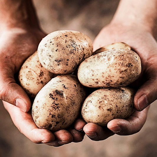 Seed Potato | Yukon Gold