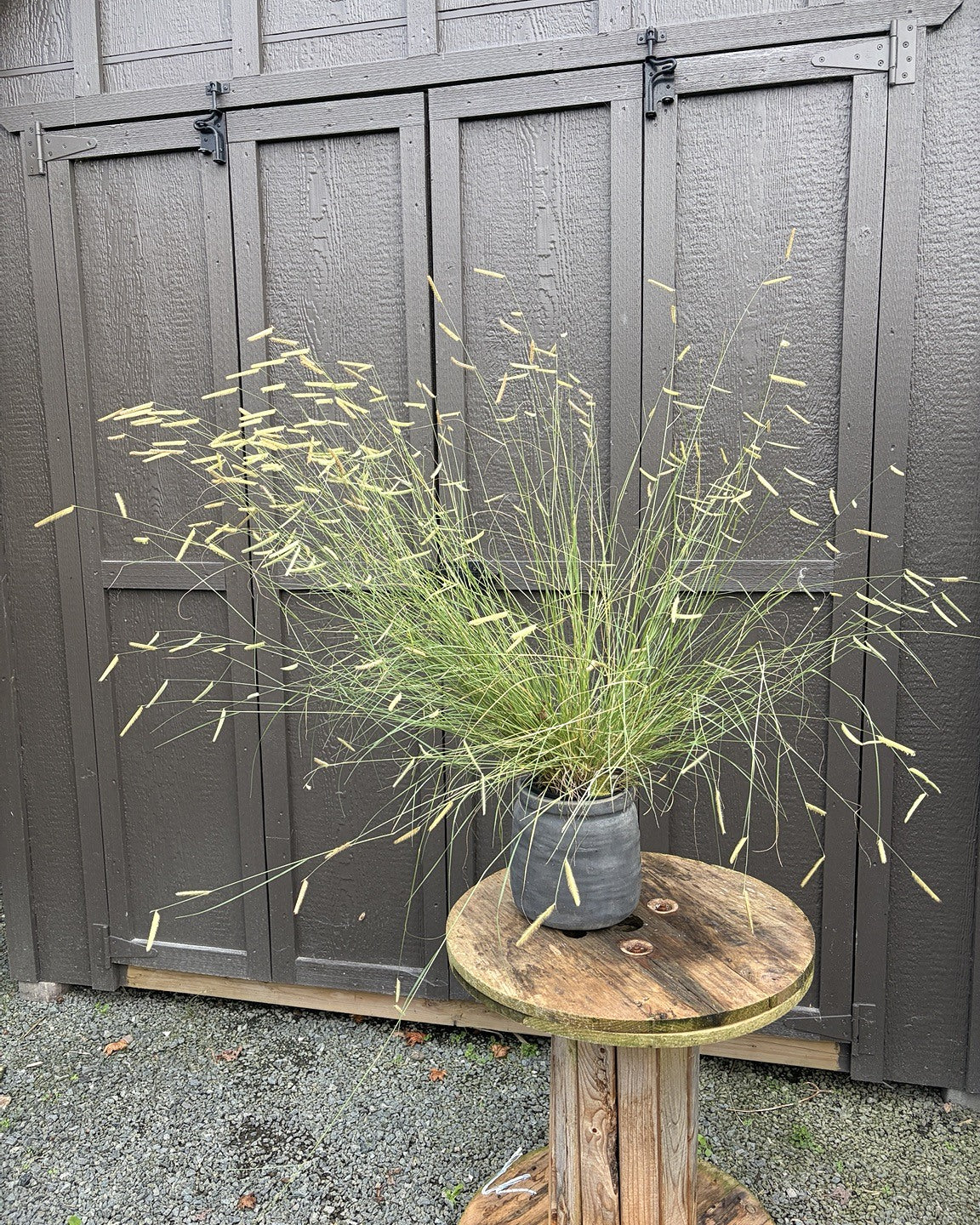 Blonde Ambition Blue Grama Grass (Bouteloua gracilis 'Blonde Ambition') — view 1