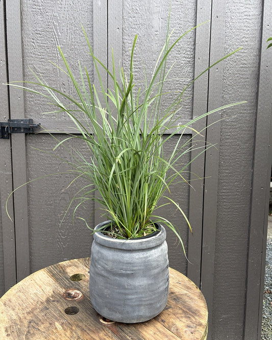 Slough Sedge (Carex obnupta) — view 1