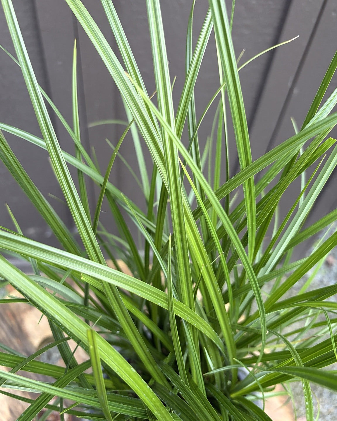 Slough Sedge (Carex obnupta) — view 2