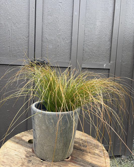 Orange New Zealand Sedge (Carex testacea) — view 1
