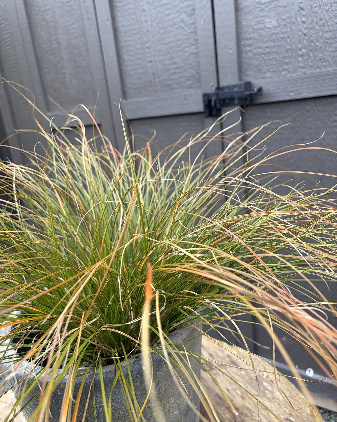 Orange New Zealand Sedge (Carex testacea) — view 2