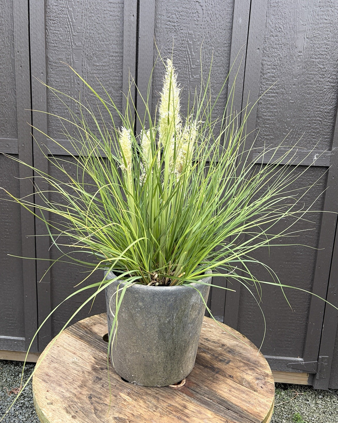 Little Pampa Dwarf Pampas Grass (Cortaderia selloana 'Little Pampa') — view 1