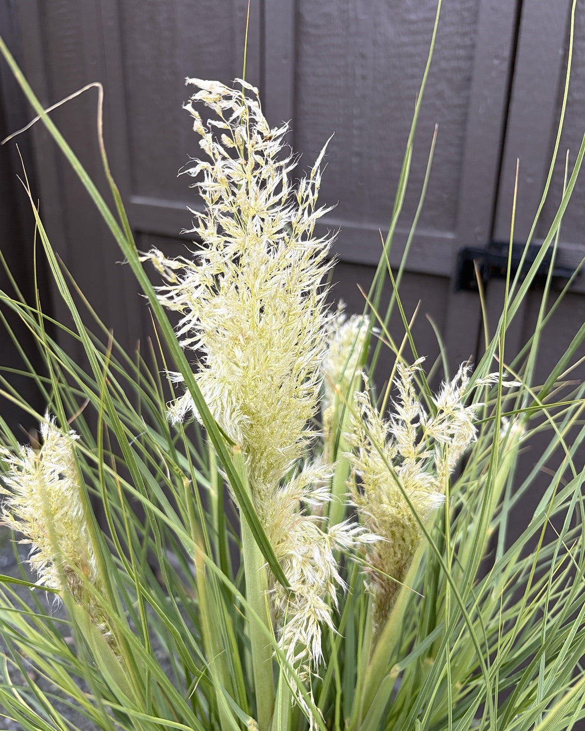 Little Pampa Dwarf Pampas Grass (Cortaderia selloana 'Little Pampa') — view 2