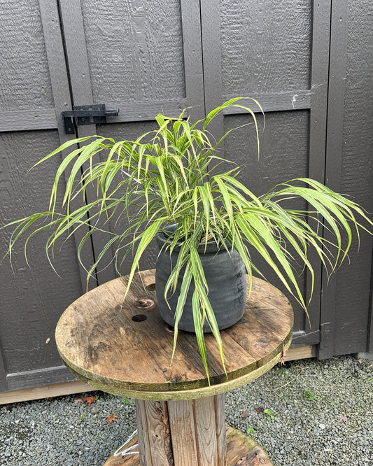 Stripe It Rich Japanese Forest Grass (Hakonechloa macra 'Stripe It Rich') — view 1