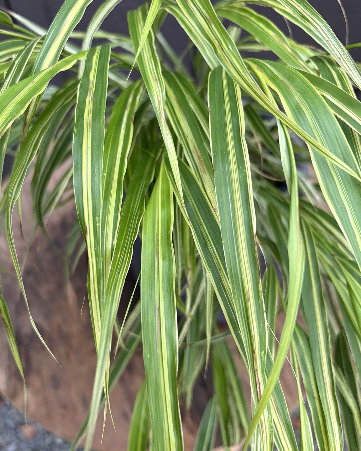 Stripe It Rich Japanese Forest Grass (Hakonechloa macra 'Stripe It Rich') — view 2