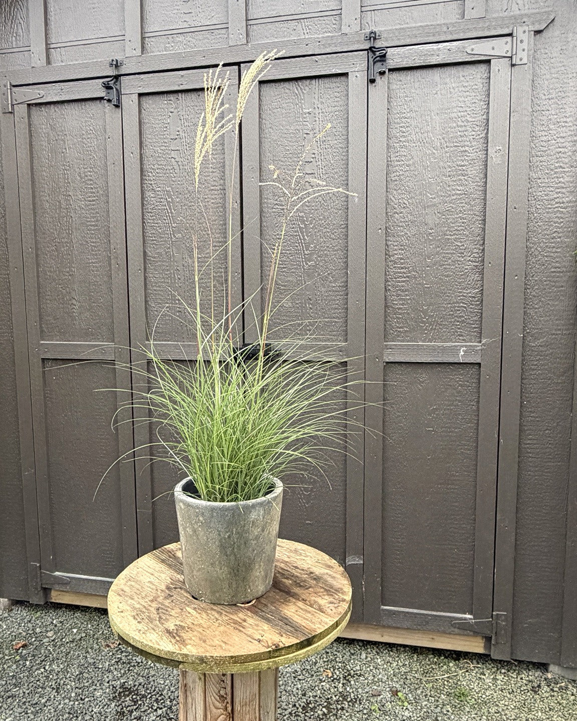 Serengeti Maiden Grass (Miscanthus sinensis 'Serengeti') — view 1