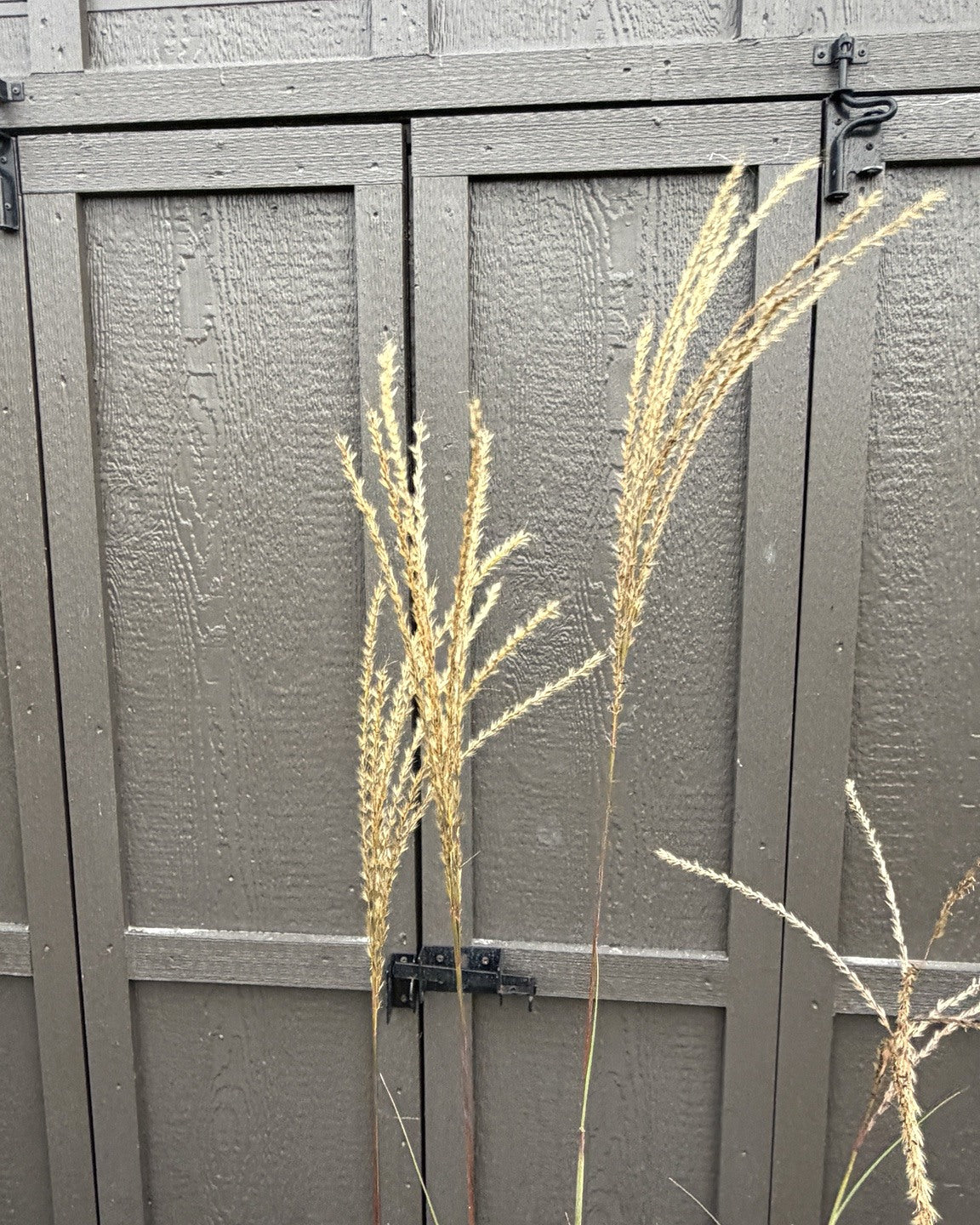 Serengeti Maiden Grass (Miscanthus sinensis 'Serengeti') — view 2