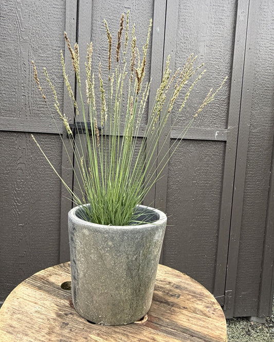 Poul Petersen Purple Moor Grass (Molinia caerulea subsp. caerulea 'Poul Petersen') — view 1