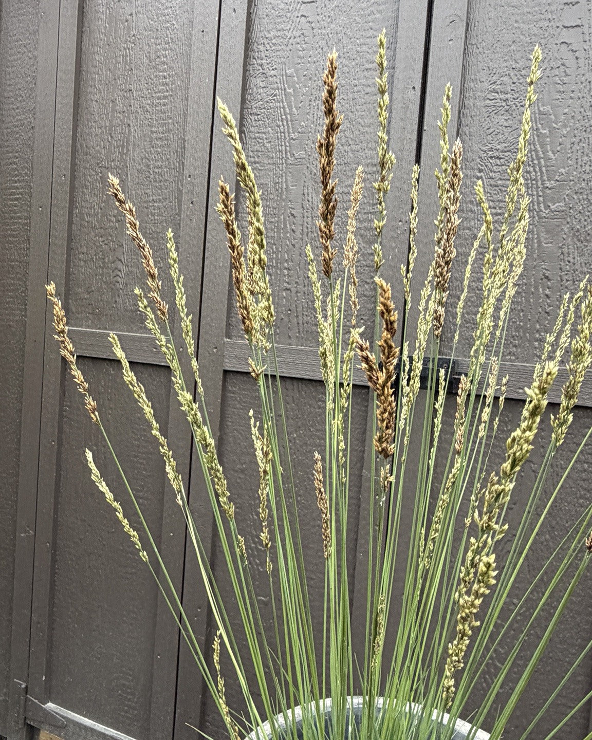Poul Petersen Purple Moor Grass (Molinia caerulea subsp. caerulea 'Poul Petersen') — view 2