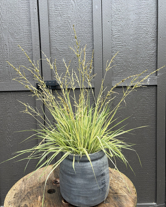 Variegated Purple Moor Grass (Molinia caerulea subsp. caerulea 'Variegata') — view 1