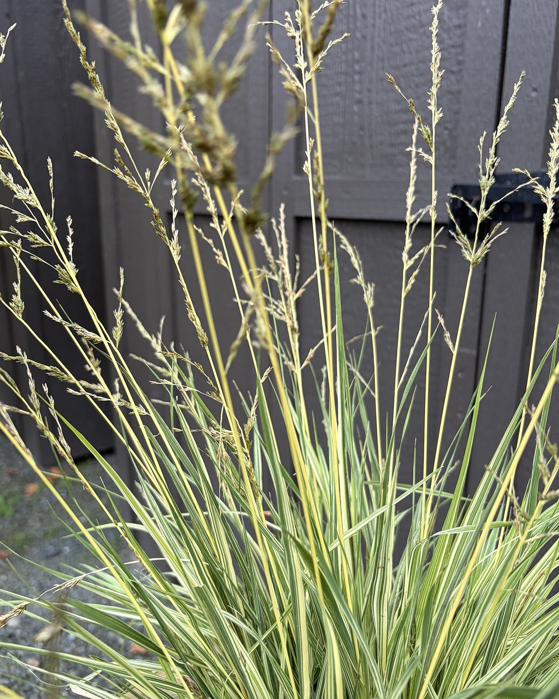 Variegated Purple Moor Grass (Molinia caerulea subsp. caerulea 'Variegata') — view 2