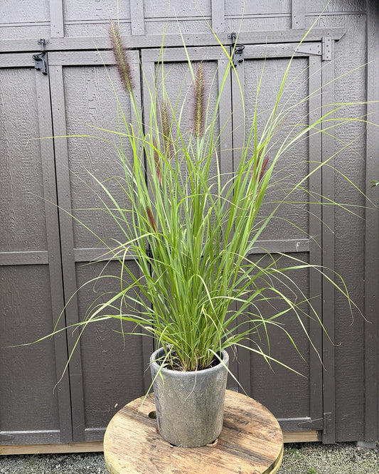 Black Beauty Fountain Grass (Pennisetum alopecuroides 'Black Beauty') — view 1
